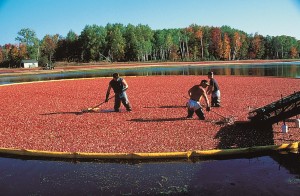 About US Cranberries